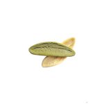 Foglie d'ulivo tris 500g Dibenedetto